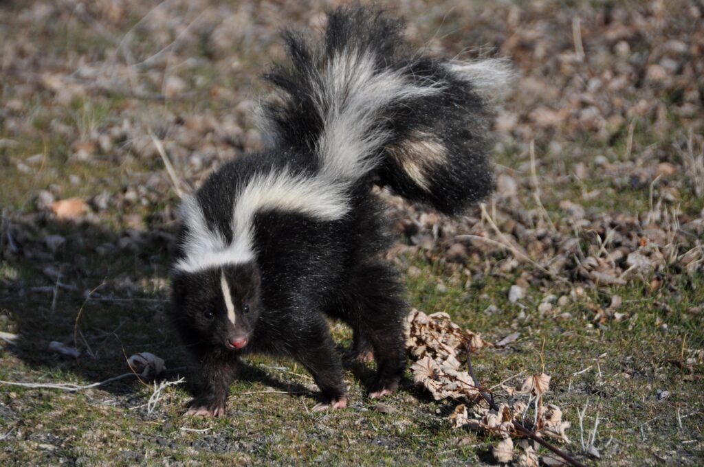 Small skunk in the grass.
