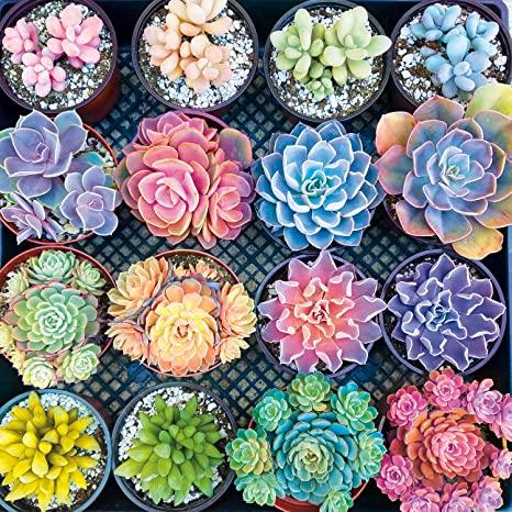 The beauty of the Succulent plant are on full display in this 300-large piece jigsaw puzzle titled Sweet Succulents from Buffalo Games
