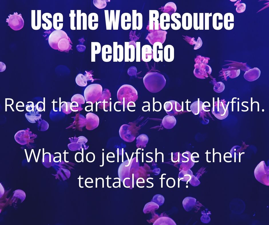 Use the web resource pebblego. Read the article about jellyfish. What do jellyfish use their tentacles for?
