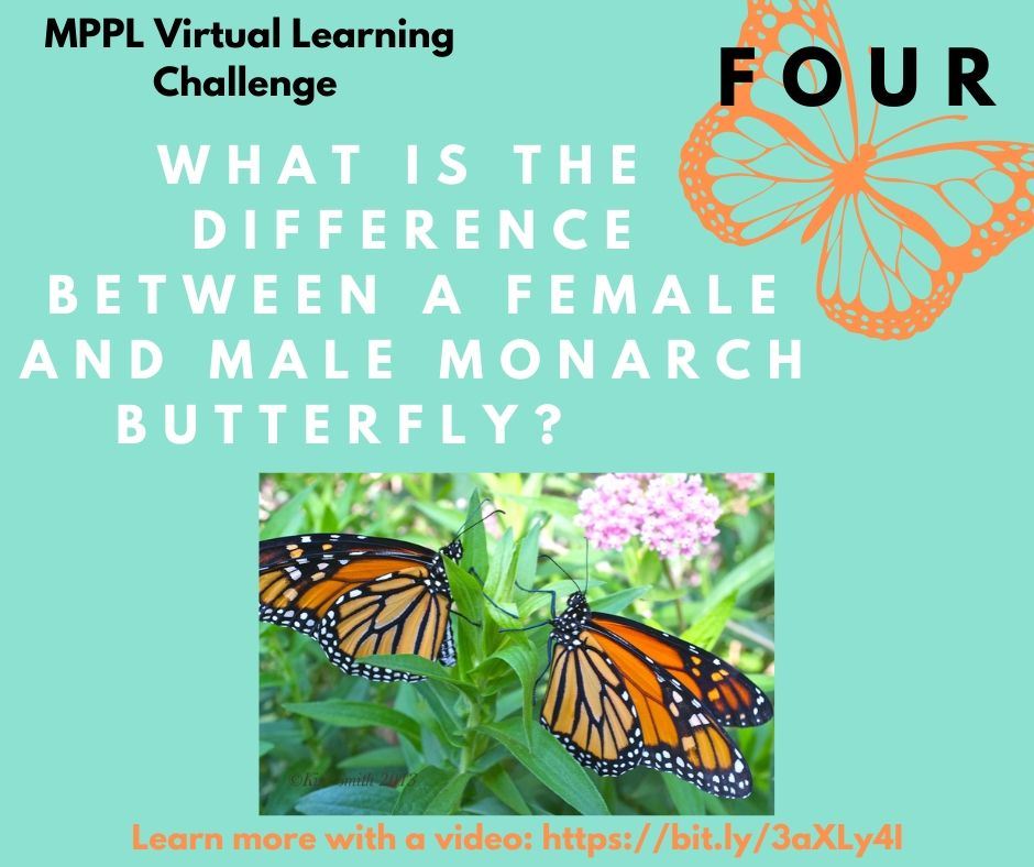 What is the difference between a female and male monarch butterfly?