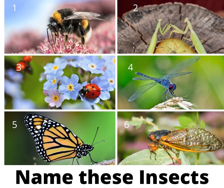name these insects