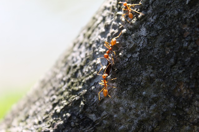 red ants on bark