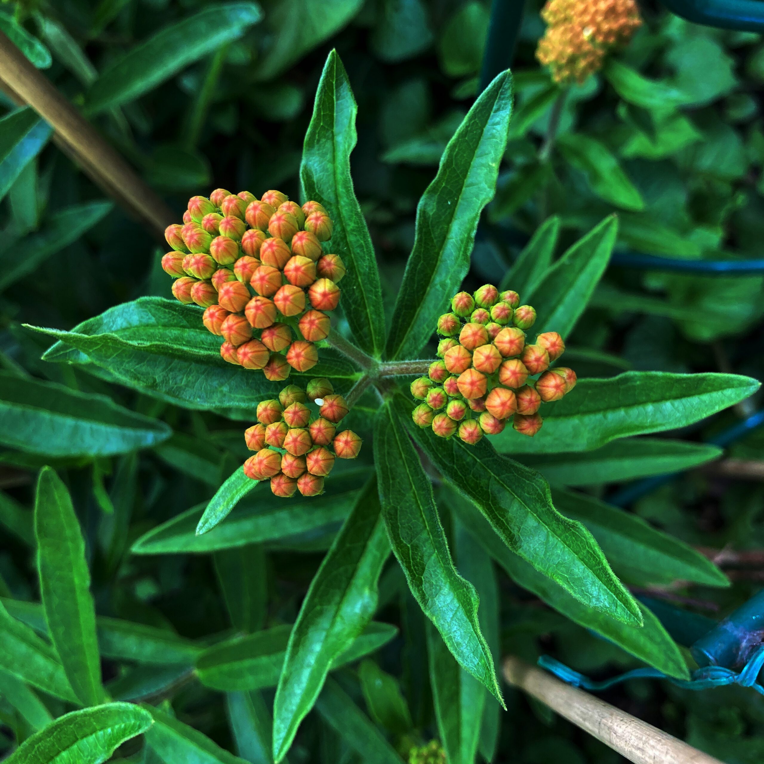 asclepias tuberosa plant (aka butterfly weed)