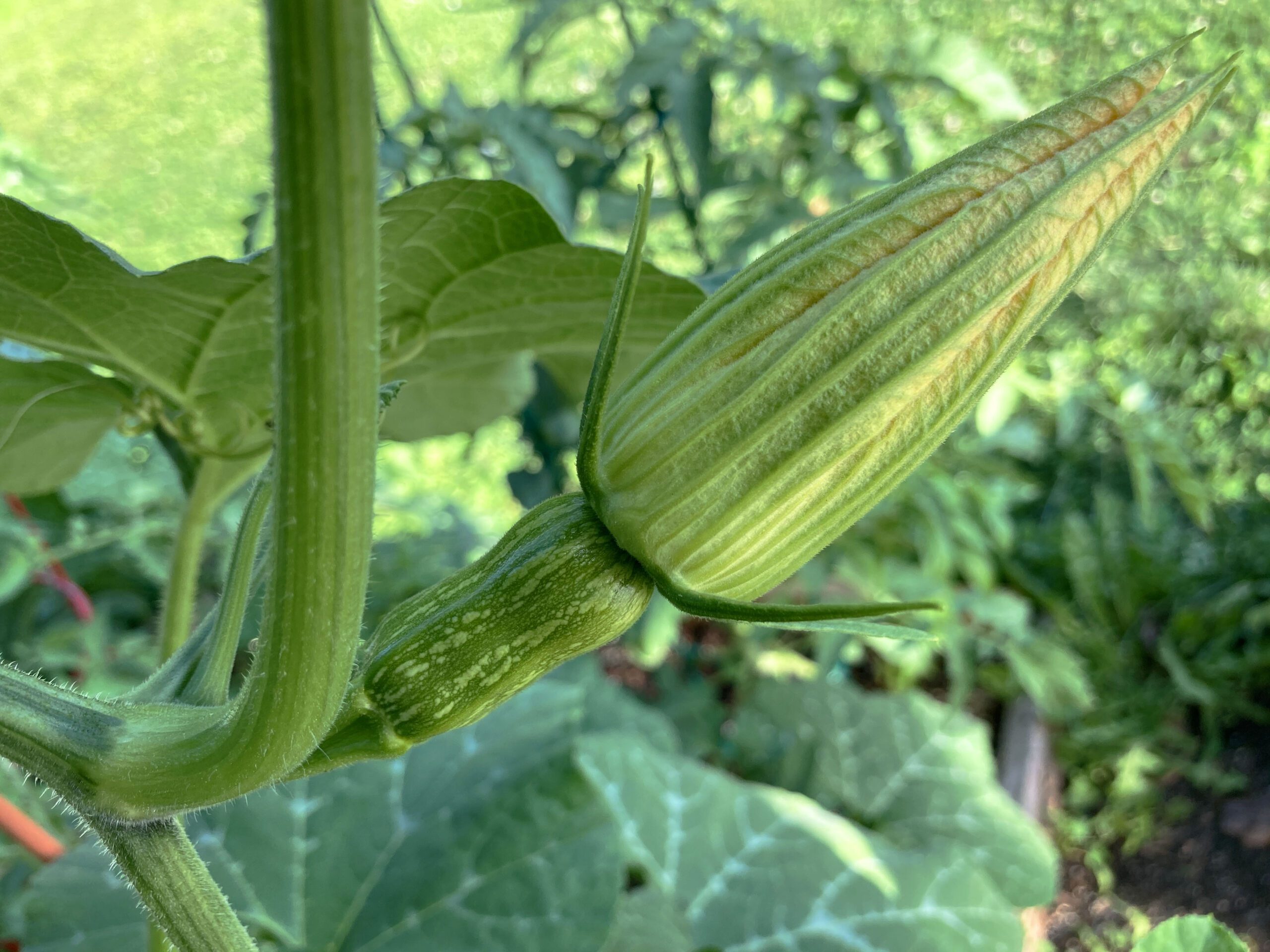 honeynut squash bud