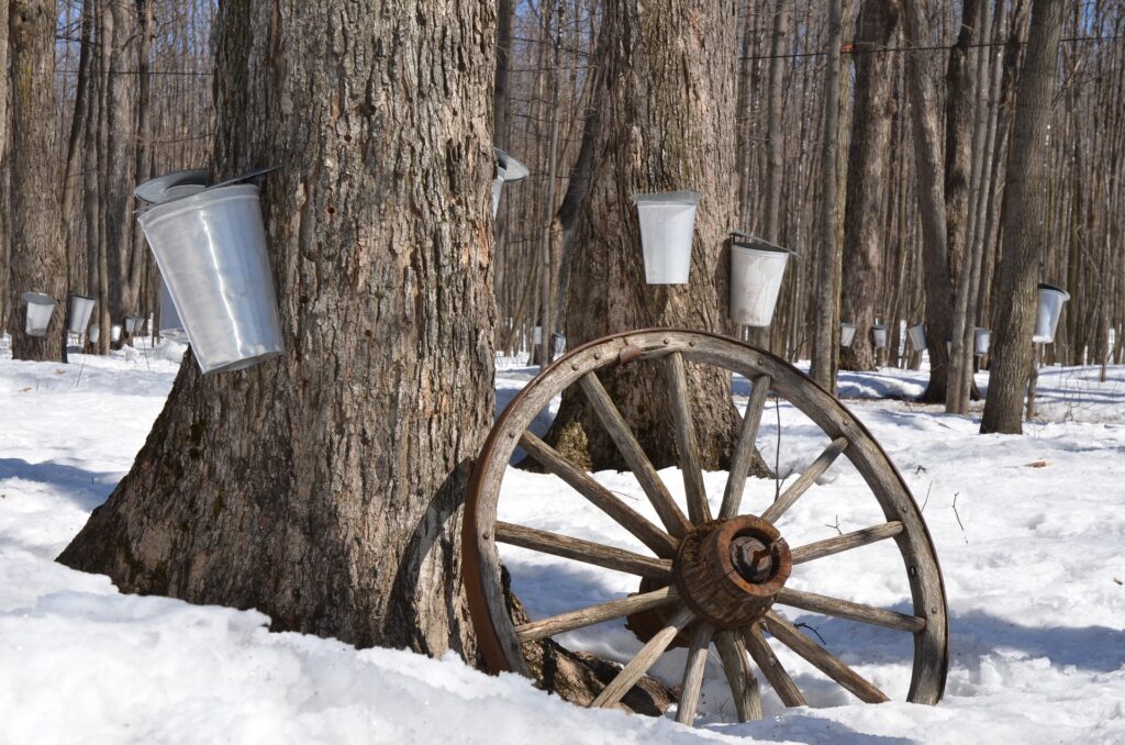 buckets collecting sap from maple trees in winter