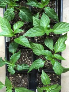 pepper plant seedlings