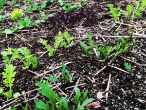 radishes and mustards