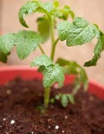 tomato seedling