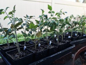 tomato seedlings