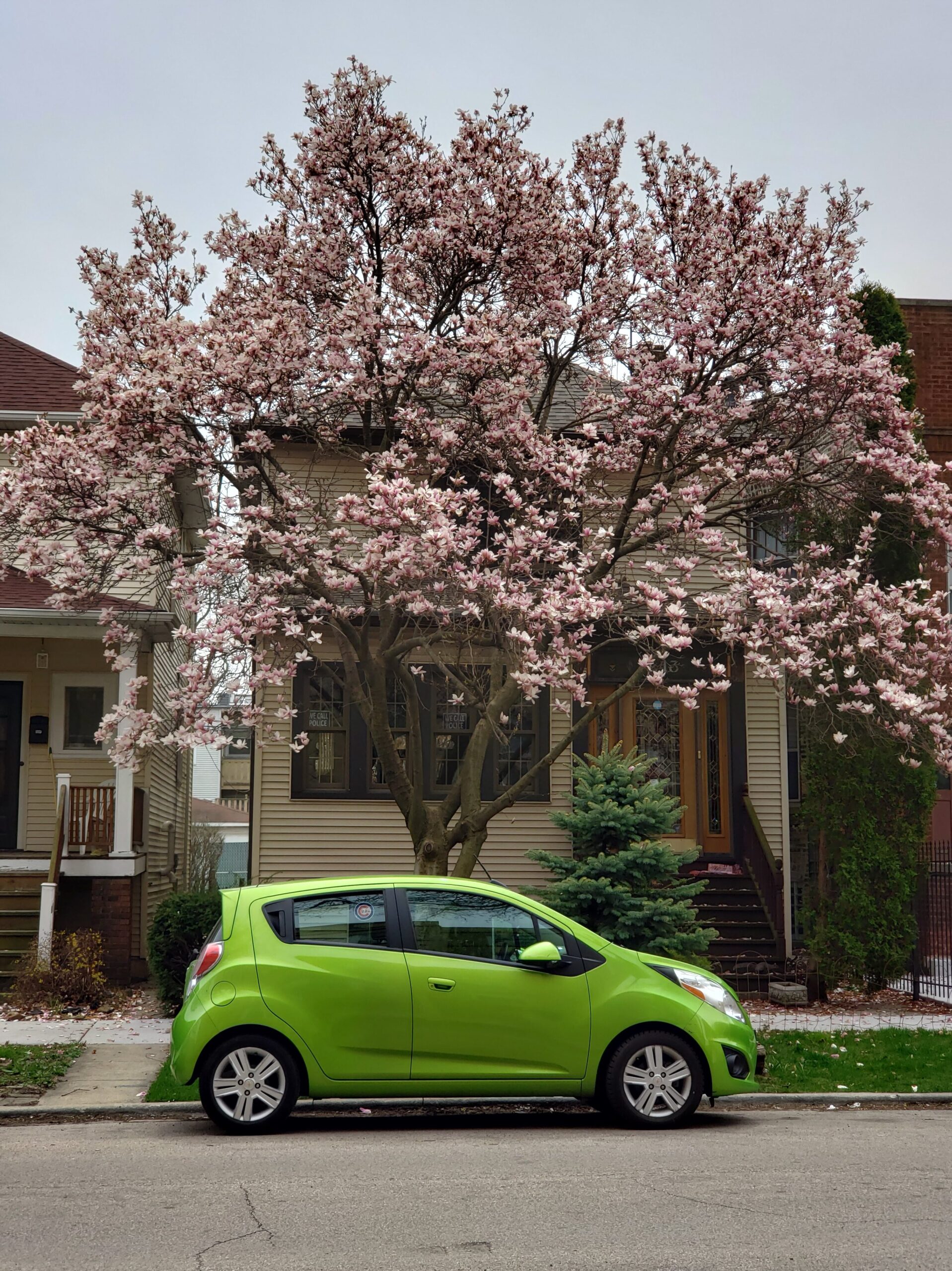 bright green car parked in front of a cherry blossom tree