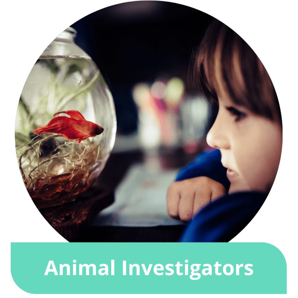 A child admires a small orange fish with flowing fins in its fishbowl. Text reads: Animal Investigators